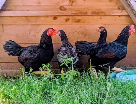 Trio Cornish Game Bantams