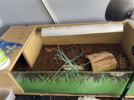 1.5 year old Herman tortoise