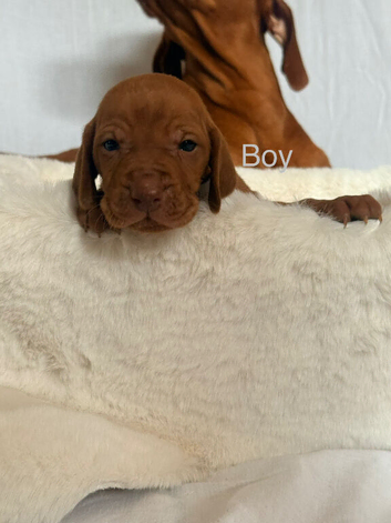 Hungarian Vizsla puppies