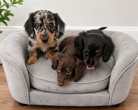 Mini dachshund ready now