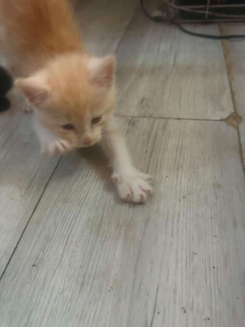 Ragdoll cross calico kittens