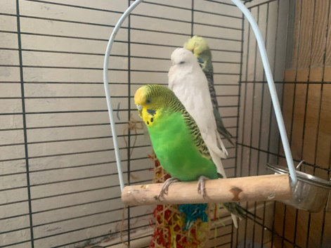 Three hand-tame budgies for sale