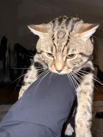 Cute cat for sale in north west London