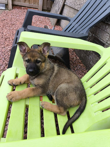 German Shepherd Pup Ready to leave now