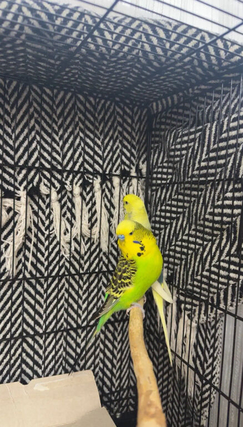 2 lovely budgies