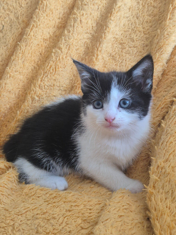 Black and white kittens