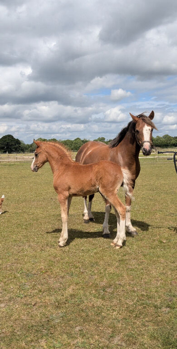 Welsh Section B filly Foal