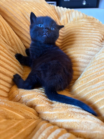 3 beautiful half Scottish fold kittens