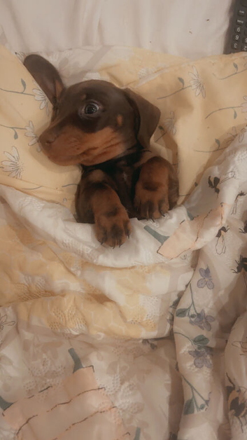 Beautiful short haired  miniature dachshunds