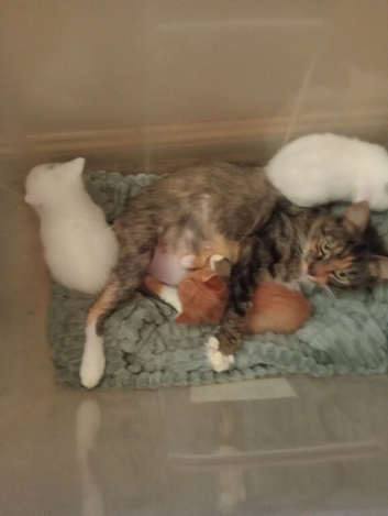 3 beautiful we kittens to white male ones wee ginger female one for sale ready go goods homes