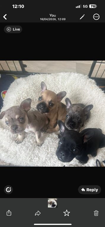 4 kc registered French bulldog puppy&rsquo;s