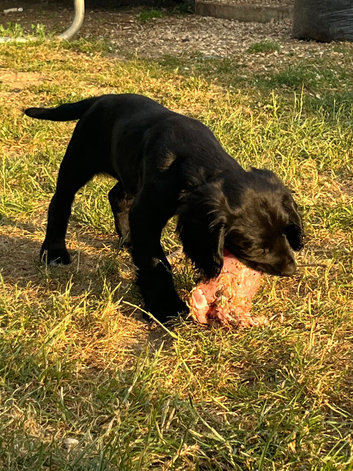 Working cocker spaniel 10 weeks old