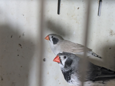 Zebra finches