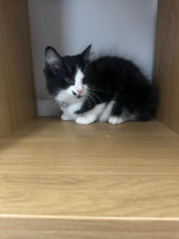 3 month old kitten.
