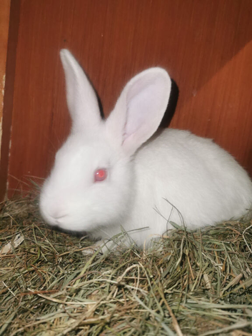 New Zealand white rabbits for sale