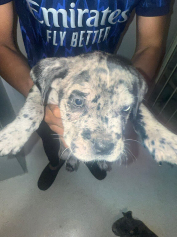 Cane corso