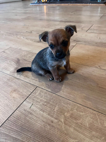 One small, beautiful chihuahua puppie