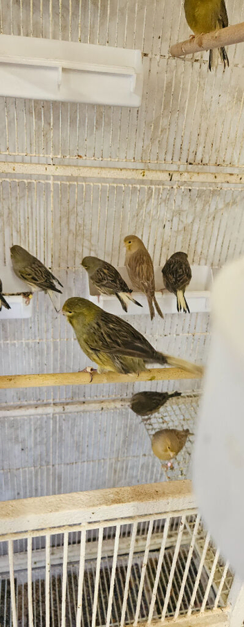 Gloster green canaries for sale