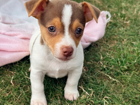 Stunning chocolate mini Jack Russells