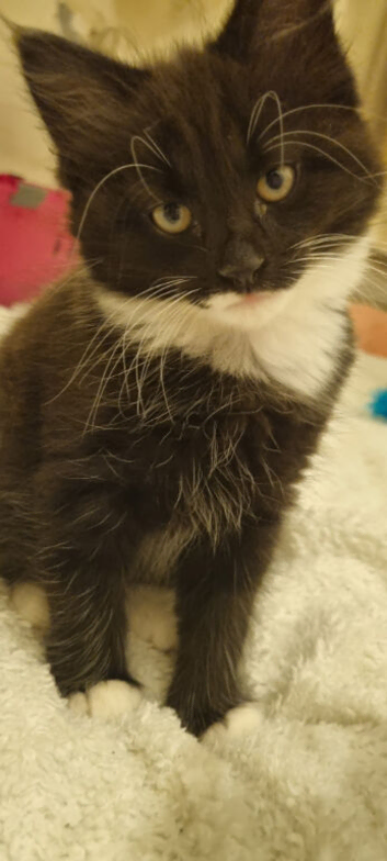kitten threw no fault of her own I've found out I'm allergic to cats.