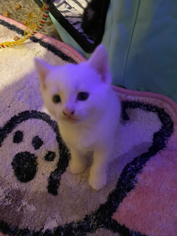 Female pure white kitten