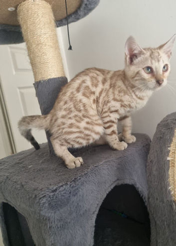2 beautiful bengals