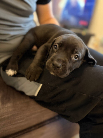 Cane corso pups