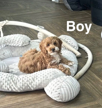 Layla adorable puppies now ready