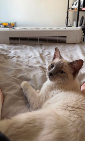 Ragdoll female
