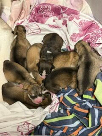 9 Beautifull alaskan malamute puppies