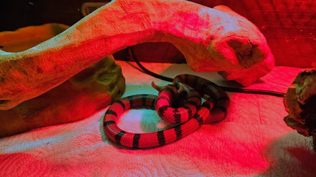 3 year old female Honduran milk snake