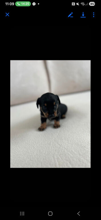 Daschund cross