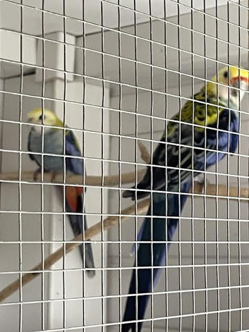 Pale Headed Rosella ( Mealy )