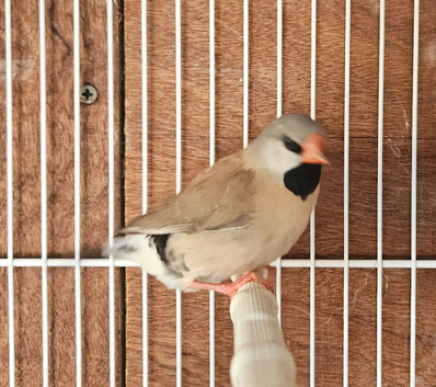 Long tailed Finch known as Hecks