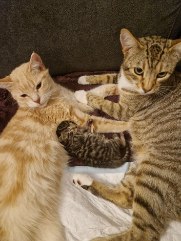 1Gorgeous Bengal x Kitten