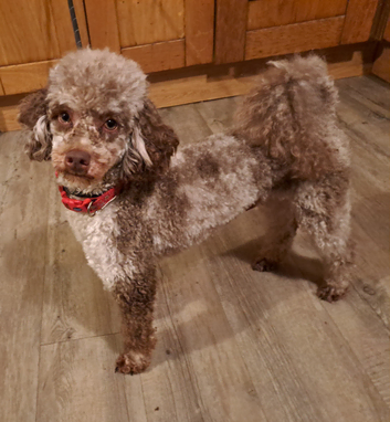 Chocolate Merle Poodle Available For Stud