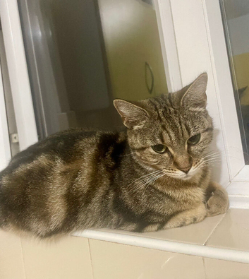 Rehoming my cat