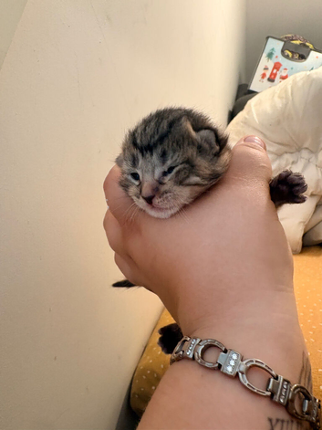 Kittens