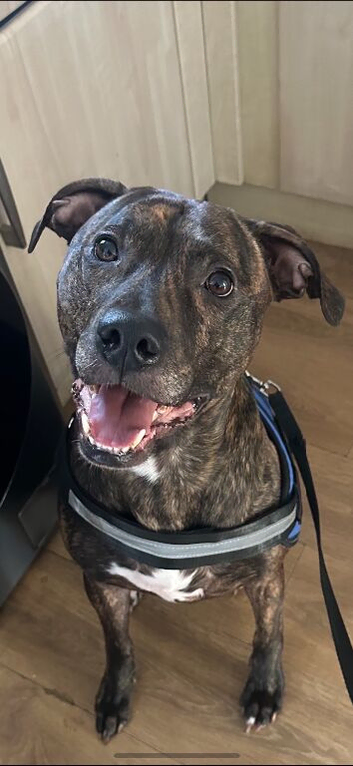 Staffi X Rotti