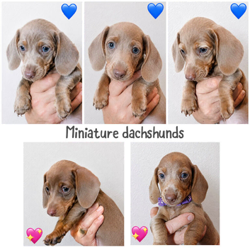 Miniature dachshunds health clear