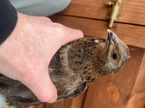 Solo male coturnix