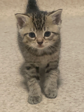 Beautiful mixed Savannah kittens