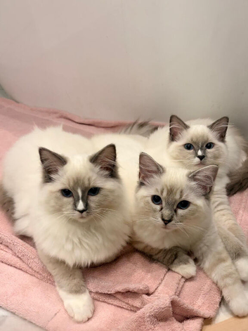 2 LEFT!!GCCF Registered Ragdoll Kittens