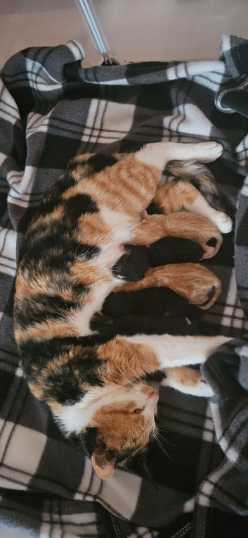 5 gorgeous kittens for sale