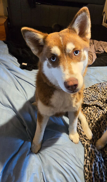 Pomsky Pup 7months Old