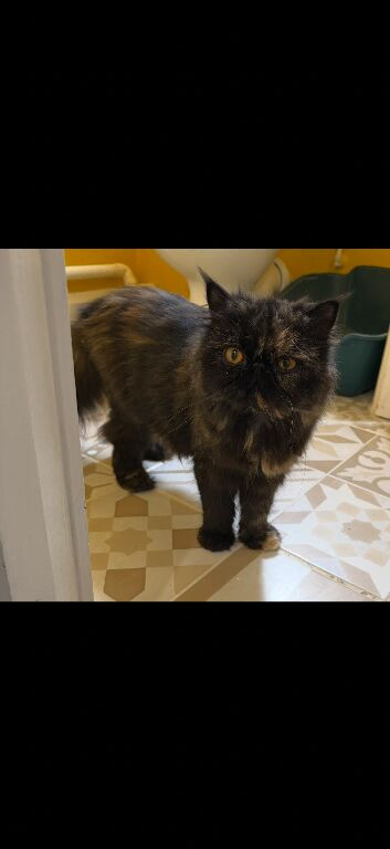 Female Pedigree Persian