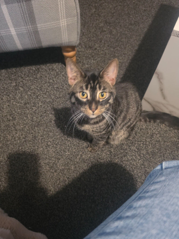 Male Bengal X