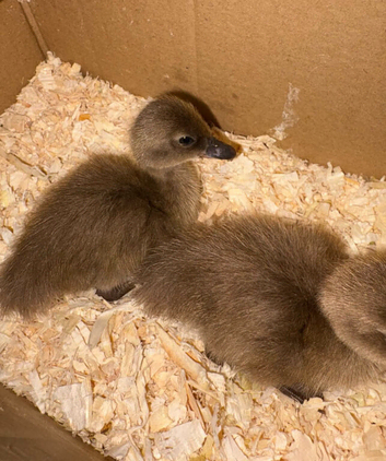 Khaki Campbell Ducks For Sale &pound;8 Each