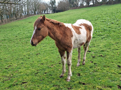 Stunning Quarter Horse