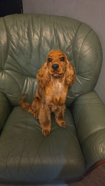 10 month old cocker spaniel for sale